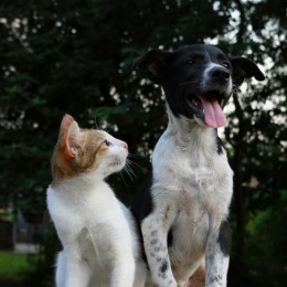 a cat and a dog near trees